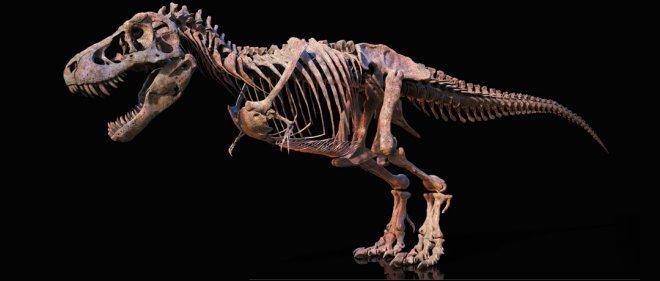 https://assets.roar.media/assets/2TZzuGgwa2I0TGwf_Skeleton-of Tyrannosaurus Rex.jpg